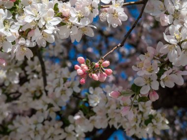Pembe çiçek tomurcuklarıyla dolu büyük elma ağacının manzarası ve arka planda mavi gökyüzü ile baharda bir meyve bahçesinde beyaz çiçekler.