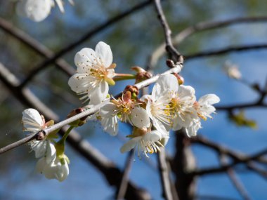 Baharın erken saatlerinde parlak güneş ışığında vahşi, tatlı ya da gean kirazından (Prunus avium) oluşan iki ila altı aralık kortizon halinde düzenlenmiş beyaz çiçekler.