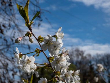 Beyaz çiçekler, arka planda mavi gökyüzü ve güneş ışığı altında vahşi, tatlı ya da gean kirazı (Prunus avium) ile iki ila altı aralığında düzenlenmiştir.