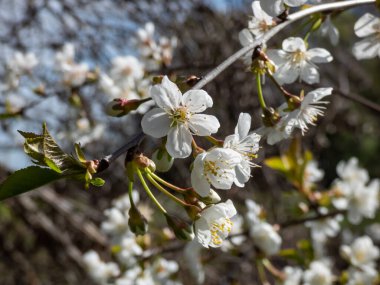 İlkbaharın başlarında, iki ila altı arşın içinde vahşi, tatlı veya gean kirazı (Prunus avium) ile hazırlanmış beyaz çiçeklerin yakın plan çekimi.