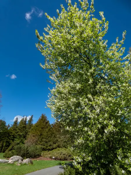 Kuş kirazı, böğürtlen ya da mayday ağacı (Prunus padus), sarkık uzun kümelerdeki beyaz çiçeklerle dolu, arka planda mavi gökyüzü bulunan bir parkta yetişir.