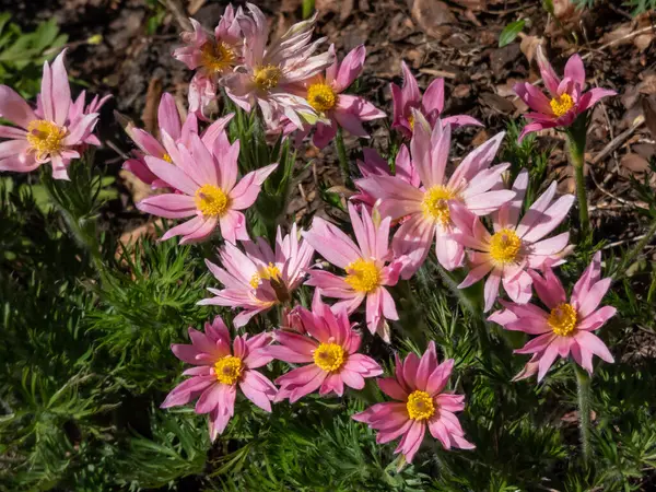 Bir grup Pasqueflower 'ın (Pulsatilla vulgaris) baharda yeşil yapraklarla çevrili pembe çiçekli yakın plan çekimi.