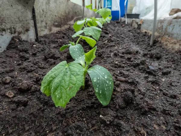 Bahçedeki toprakta yetişen ilk yapraklarla küçük bir salatalık bitkisine (salatalık satisi) yakın plan. Bahçe işleri ve gıda yetiştirme kavramı