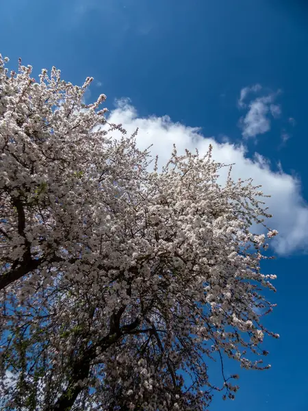 Pembe çiçek tomurcuklarıyla dolu büyük elma ağacının manzarası ve arka planda mavi gökyüzü ile baharda bir meyve bahçesinde beyaz çiçekler.