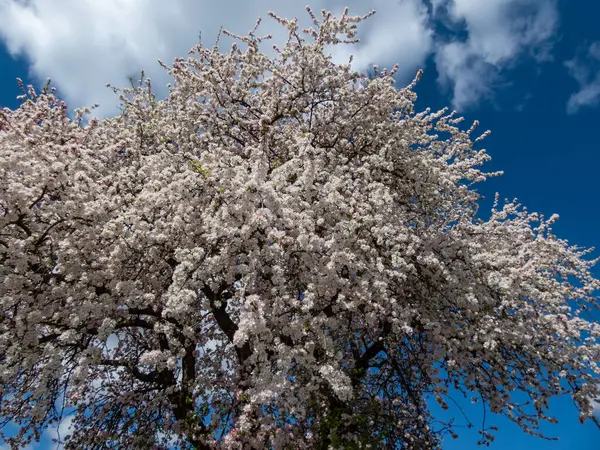 Pembe çiçek tomurcuklarıyla dolu büyük elma ağacının manzarası ve arka planda mavi gökyüzü ile baharda bir meyve bahçesinde beyaz çiçekler.