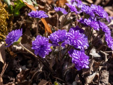 Hepatica nobilis cultivar 'Walter Otto' nun yakından çekimi. Baharda bahçede açan iki kat mavi mor çiçekler.