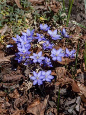 Ortak hepatikanın (Anemone hepatica ya da Hepatica nobilis) yakın planında, ormanda parlak güneş ışığı altında mor çiçekler açar.