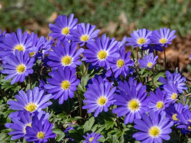 Balkan şakayığı, Yunan veya kış yel çiçeğinin (Anemone blanda) 'Enen' in parlak güneş ışığıyla kaplı kaya bahçesinde çiçek açması