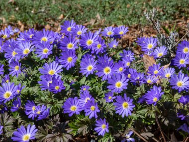 Balkan şakayığı, Yunan veya kış yel çiçeğinin (Anemone blanda) 'Enen' in parlak güneş ışığıyla kaplı kaya bahçesinde çiçek açması