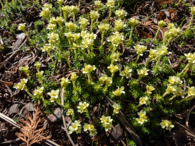 Saxifrage (Saxifraga sp.) İlkbaharın başlarında, beş yapraklı beyaz ve sarı çiçeklerle birlikte...