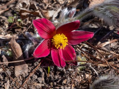 Kırmızı Pasque Çiçeği ya da Kırmızı Meadow Anemona- Pulsatilla yakutu, büyük çan şeklinde kırmızı çiçekli, kısa saplı altın sarısı keklerle.