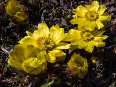Sarı sülün gözünün yakın plan çekimi (Adonis vernalis) ilkbaharın başlarında kayalık bahçede sarı çiçeklerle çiçek açan sahte cehennem kuşları)