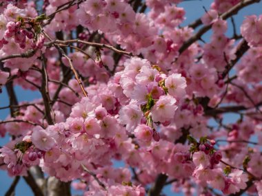 Kiraz çiçeğinin narin pembe çiçeklerinin yakın plan çekimi mi yoksa ilkbaharda arka planda mavi gökyüzü olan Japon pembe sakurası mı?