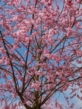 Kiraz çiçeğinin narin pembe çiçeklerinin yakın plan çekimi mi yoksa ilkbaharda arka planda mavi gökyüzü olan Japon pembe sakurası mı?