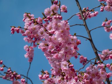 Kiraz çiçekleri ya da Japon pembe sakuraları bahar aylarında açık ve koyu pembe çiçeklerle çiçeklenirken arka planda mavi gökyüzü