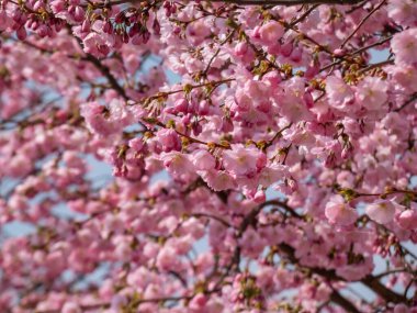 Kiraz çiçekleri ya da Japon pembe sakuraları bahar aylarında açık ve koyu pembe çiçeklerle çiçeklenirken arka planda mavi gökyüzü
