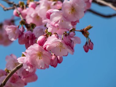 Kiraz çiçekleri ya da Japon pembe sakuraları bahar aylarında açık ve koyu pembe çiçeklerle çiçeklenirken arka planda mavi gökyüzü