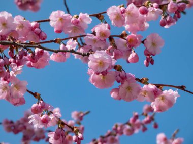 Kiraz çiçekleri ya da Japon pembe sakuraları bahar aylarında açık ve koyu pembe çiçeklerle çiçeklenirken arka planda mavi gökyüzü
