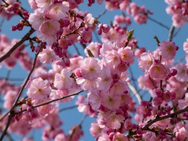 Kiraz çiçekleri ya da Japon pembe sakuraları bahar aylarında açık ve koyu pembe çiçeklerle çiçeklenirken arka planda mavi gökyüzü