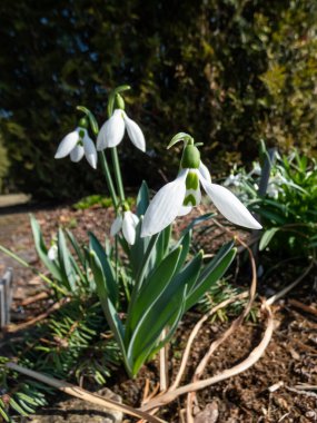Elwes 'un kar damlasının (galanthus elwesii) küresel, beyaz, sarkık çiçeklerle bahçedeki yakın çekim görüntüsü