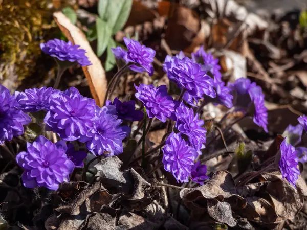 Hepatica nobilis cultivar 'Walter Otto' nun yakından çekimi. Baharda bahçede açan iki kat mavi mor çiçekler.