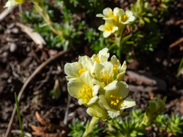 Saxifrage (Saxifraga sp.) İlkbaharın başlarında, beş yapraklı beyaz ve sarı çiçeklerle birlikte...