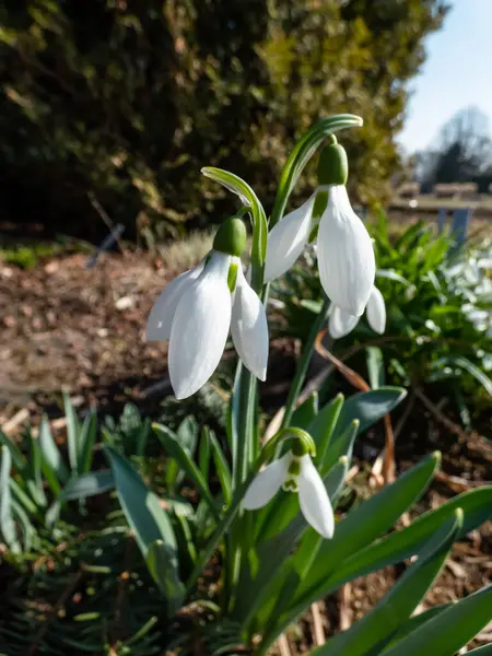 Elwes 'un kar damlasının (galanthus elwesii) küresel, beyaz, sarkık çiçeklerle bahçedeki yakın çekim görüntüsü