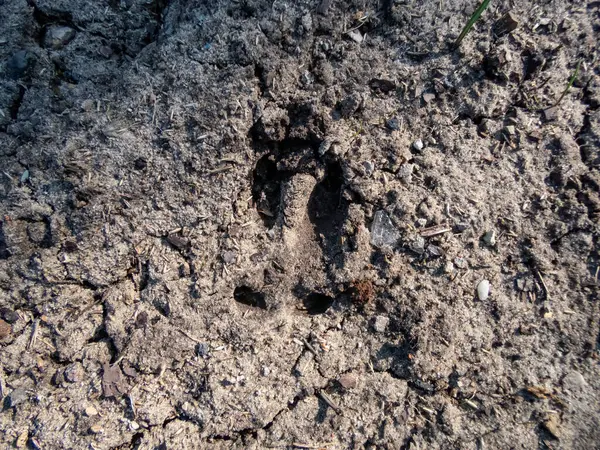Yerdeki derin ve ıslak çamurun içinde bir 