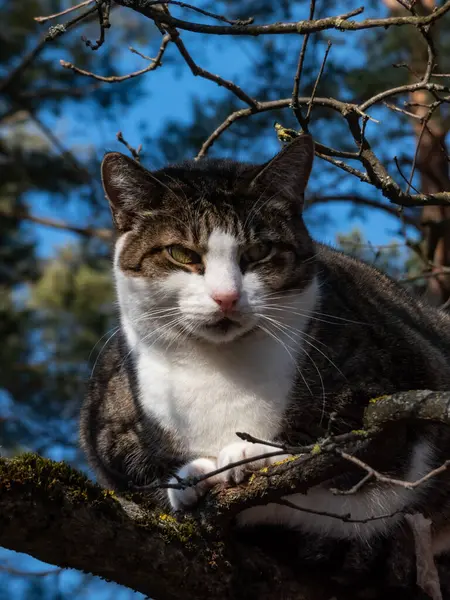Beyaz ağızlıklı tekir kedi, arka planda mavi gökyüzü olan bir parkta, ağacın dalında oturuyor.