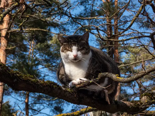 Beyaz ağızlıklı tekir kedi, arka planda mavi gökyüzü olan bir parkta, ağacın dalında oturuyor.