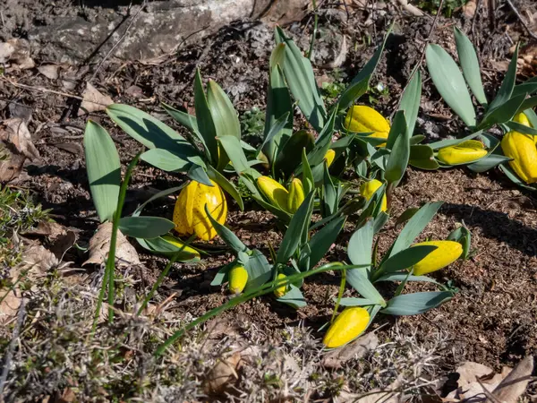 Baharda geniş çan biçimli, sarı, kareli çiçeklerle çiçeklenen altın sürtünme (Fritillaria aurea) yakın plan çekimi