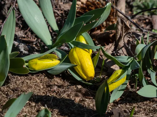 Baharda geniş çan biçimli, sarı, kareli çiçeklerle çiçeklenen altın sürtünme (Fritillaria aurea) yakın plan çekimi
