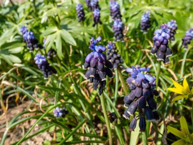 Bahar başında beyaz uçlu, açık ağızlı, zengin mavi çiçeklerle çiçek açan Üzüm Hyacinth 'in (Muscari Anadolu) yakın çekimi