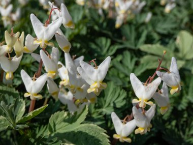 Hollandalı 'nın pantolonunun ya da Hollandalı' nın pantolonunun (Dicentra cucullaria) bahçesinde beyaz çiçeklerle süzülmesi.