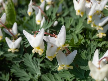 Hollandalı 'nın pantolonunun ya da Hollandalı' nın pantolonunun (Dicentra cucullaria) bahçesinde beyaz çiçeklerle süzülmesi.