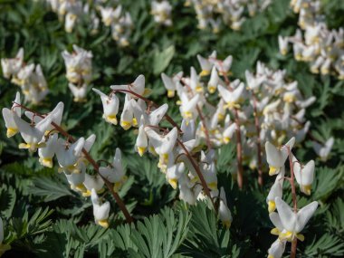 Hollandalı 'nın pantolonunun ya da Hollandalı' nın pantolonunun (Dicentra cucullaria) bahçesinde beyaz çiçeklerle süzülmesi.