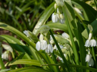 Az çiçekli sarımsak ya da az çiçekli pırasa (Allium paradoksu) baharda küçük beyaz çiçeklerle çiçeklenirken yakın çekim