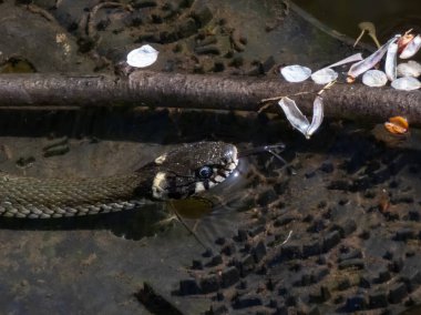 Kara Çim Yılanı 'nın (Natrix natrix natrix) güneş ışığında gölette çekilmiş yakın çekimi. Göze, kafaya ve ayırt edici sarı yakaya odaklan.