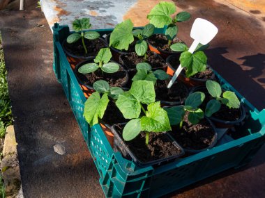 Küçük salatalık bitkileri (salatalık satisi) ve siyah plastik kaplarda toprakta yetişen ilk yeşil yapraklar ev bahçesindeki sebze yatağına ekilmeye hazır büyük bir kutuda toplandı.