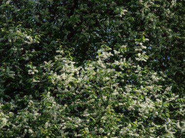 İlkbaharda, Kuş kirazı veya Mayday ağacı (Prunus padus) sarkık uzun kümelerindeki (racemes) beyaz çiçeklerin yakın plan görüntüsü
