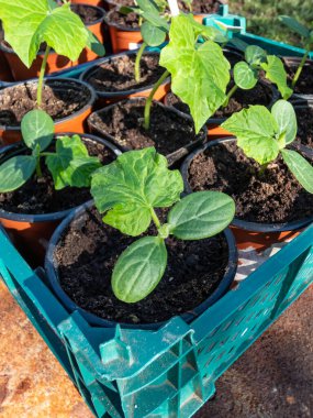 Küçük salatalık bitkileri (salatalık satisi) ve siyah plastik kaplarda toprakta yetişen ilk yeşil yapraklar ev bahçesindeki sebze yatağına ekilmeye hazır büyük bir kutuda toplandı.