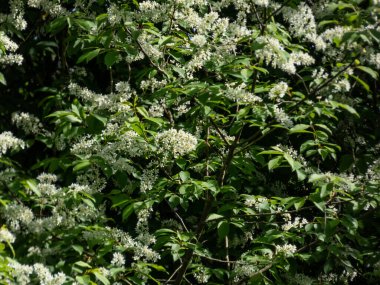 İlkbaharda, Kuş kirazı veya Mayday ağacı (Prunus padus) sarkık uzun kümelerindeki (racemes) beyaz çiçeklerin yakın plan görüntüsü
