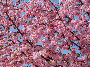 Kiraz çiçeği ya da Japon pembe sakurası baharda açık ve koyu pembe çiçeklerle çiçek açar.