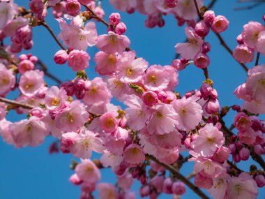 Kiraz çiçeği ya da Japon pembe sakurası baharda açık ve koyu pembe çiçeklerle çiçek açar.