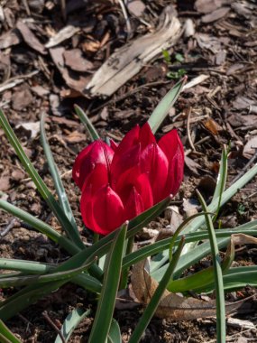 Cüce lalesinin (Tulipa 'nın aşağılanması) yakın plan görüntüsü.' Lilliput 'bahar aylarında mor tabanlı kırmızı çiçekler ve siyah anterlerle çiçek açıyor.