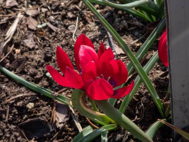 Cüce lalesinin (Tulipa 'nın aşağılanması) yakın plan görüntüsü.' Lilliput 'bahar aylarında mor tabanlı kırmızı çiçekler ve siyah anterlerle çiçek açıyor.