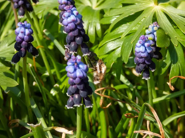 Büyük ya da daha büyük arı sineği (Bombylius major) üzüm sümbülü (Muscari anadolu) çiçeklerinin nektarından beslenerek baharın başlarında zengin mavi çiçeklerle çiçek açar.