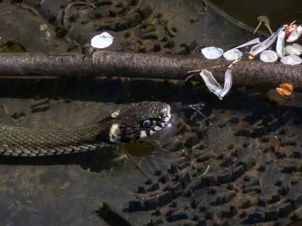 Kara Çim Yılanı 'nın (Natrix natrix natrix) güneş ışığında gölette çekilmiş yakın çekimi. Göze, kafaya ve ayırt edici sarı yakaya odaklan.
