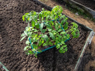 Yakın plan yeşil domates fidanları çömleklerde yetişiyor ve güneş ışığında seraya ekilmeye hazır.