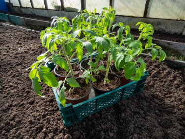 Yakın plan yeşil domates fidanları çömleklerde yetişiyor ve güneş ışığında seraya ekilmeye hazır.